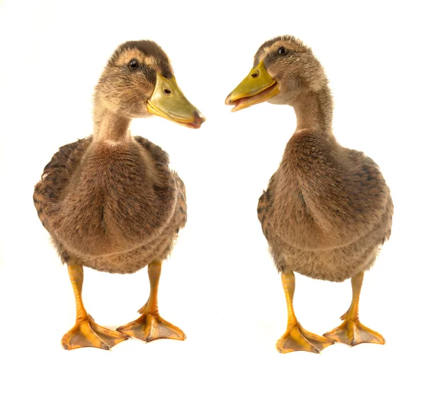 两个鸭 — 图库照片