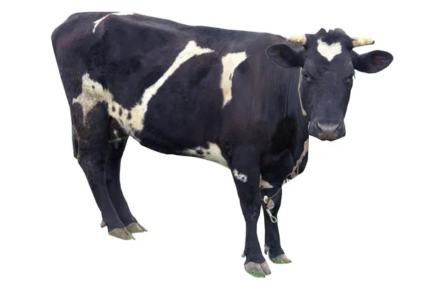 Ko på en vit bakgrund — Stockfoto