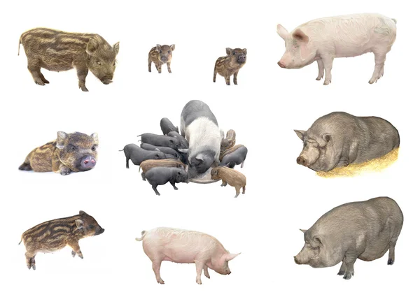 stock image Pig, on a white background