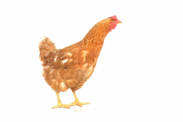 茶色の鶏 — ストック写真