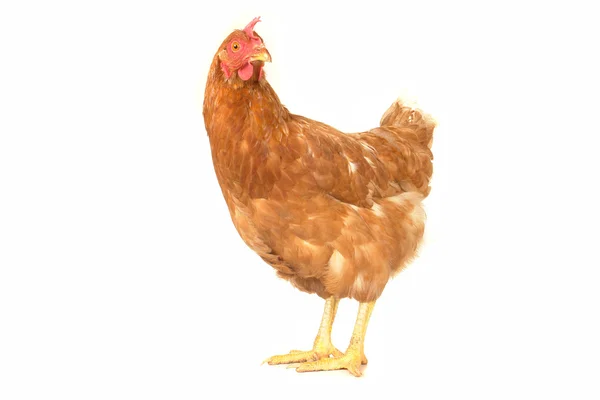 Бурая курица — стоковое фото