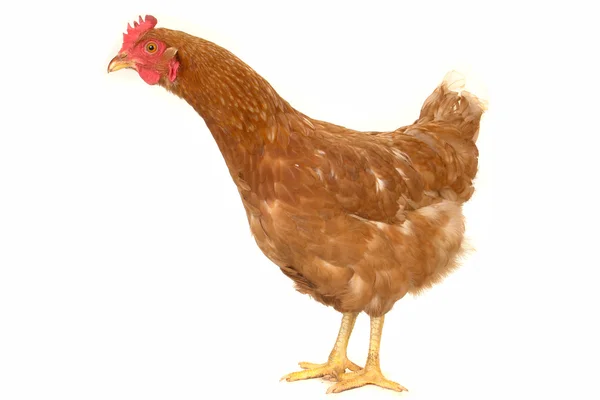 Gallina bruna — Foto Stock