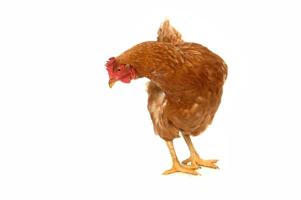 棕色母鸡 — 图库照片