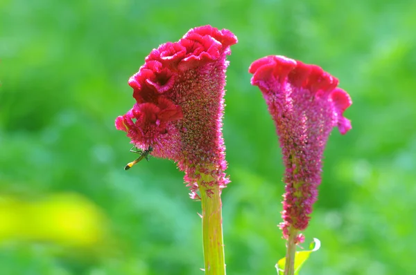 Kwiaty lipiec — Zdjęcie stockowe