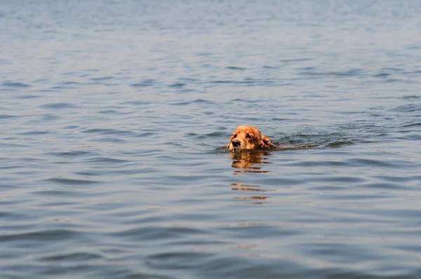 Ein Hund schwimmt auf dem Fluss — Stockfoto