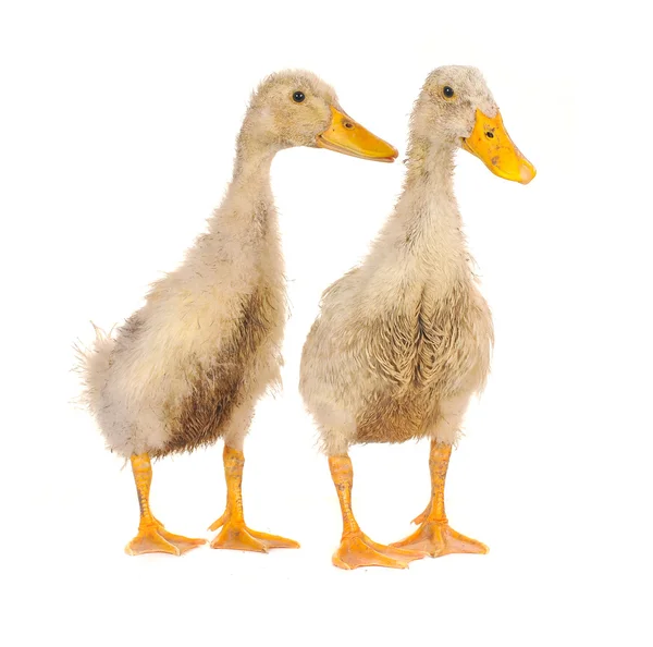 Két kacsa — Stock Fotó
