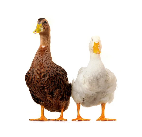 stock image Two duck