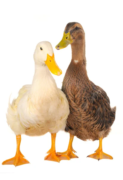Two duck — Stock Photo, Image