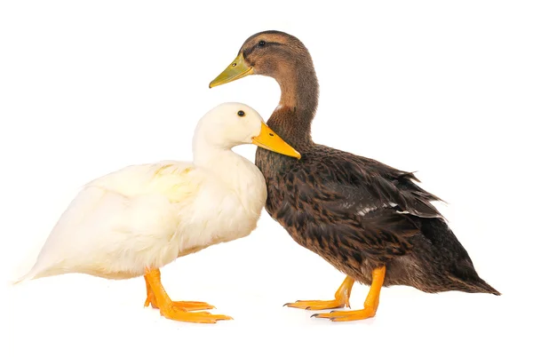 Zwei Enten — Stockfoto