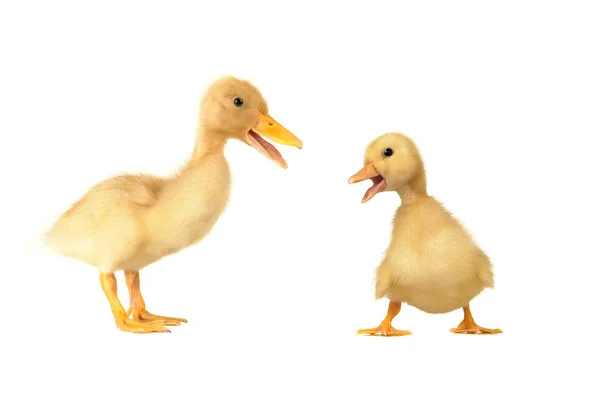 Beyaz bir arka plan üzerinde iki ördek — Stok fotoğraf