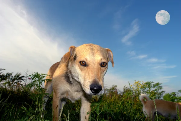 在月亮的背景上的一片草地上的狗 — 图库照片