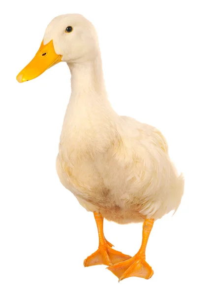 stock image Duck