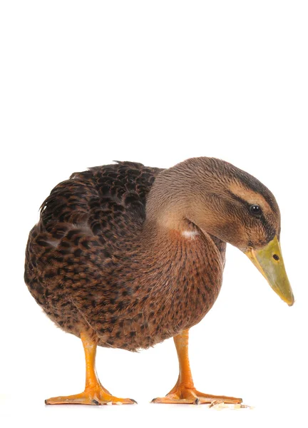 Ente — Stockfoto