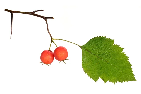 Red hawthorn — Stock Photo, Image