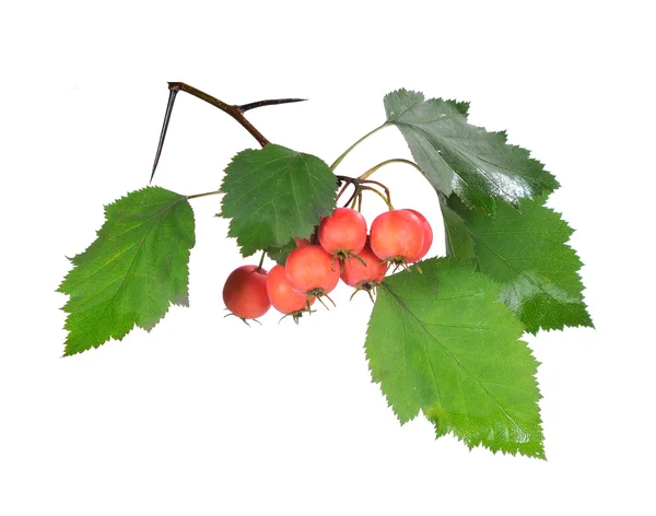 Red hawthorn — Stock Photo, Image