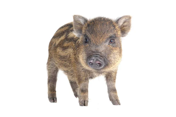 Świnia mała — Zdjęcie stockowe
