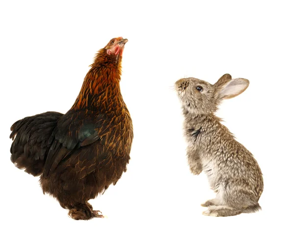 Czarny kura i królik — Zdjęcie stockowe