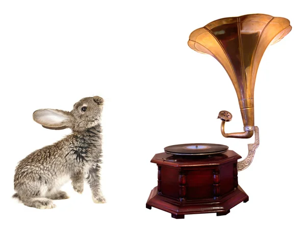 Кролик и граммофон — стоковое фото