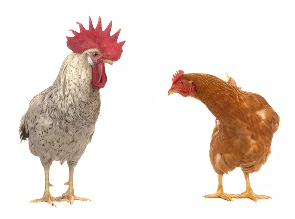 Курица и белый петух — стоковое фото