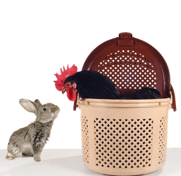 Conejo gris y polla negra — Foto de Stock