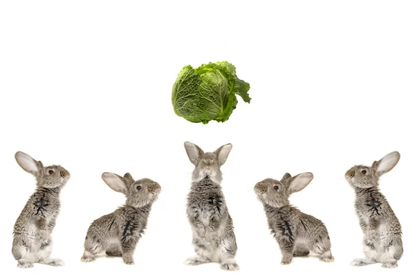 П'ять сірих кролика — стокове фото