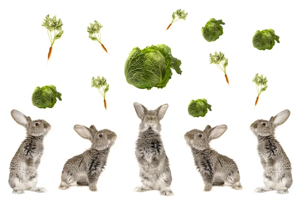 Fem grå kanin — Stockfoto