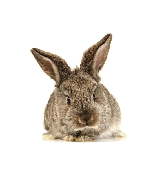 灰兔 — 图库照片