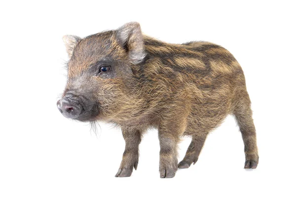 Schwein klein — Stockfoto