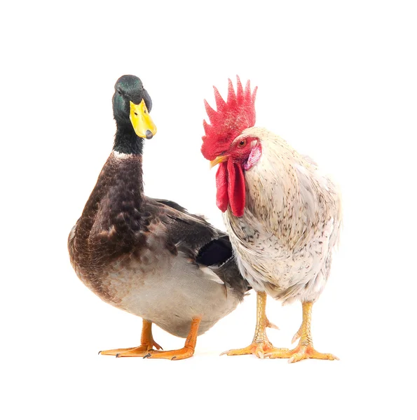 Pato e galo — Fotografia de Stock