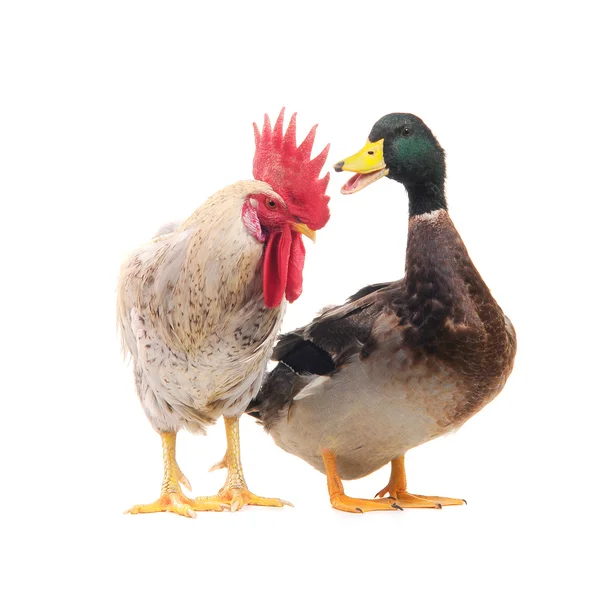 stock image Duck and cock