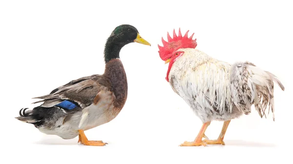 stock image Duck and cock