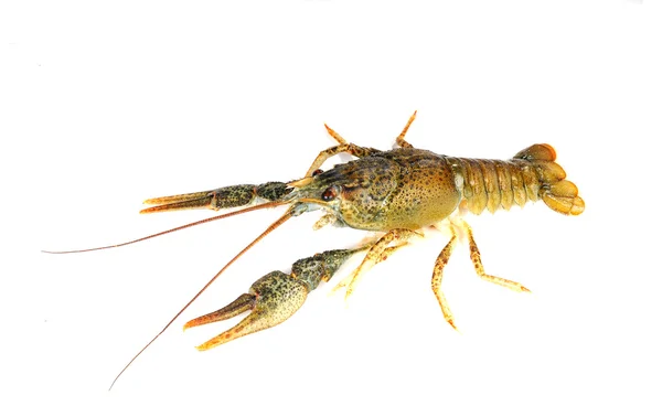 Crayfish — Stock Photo, Image