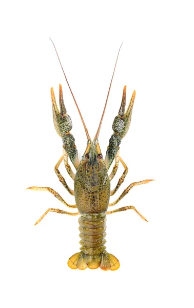 stock image Crayfish