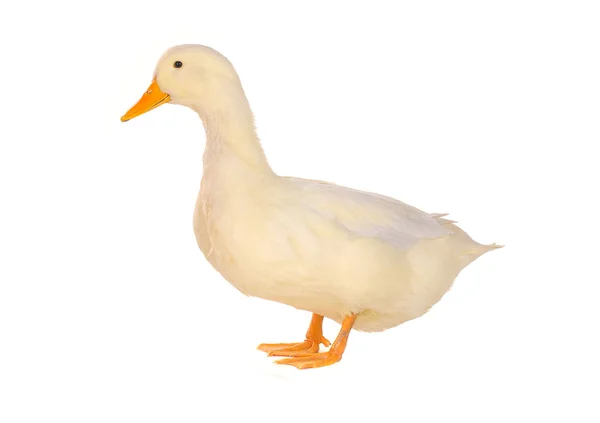 Duck — Stock Photo, Image