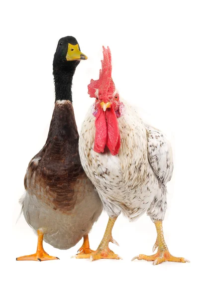 Pato y polla — Foto de Stock