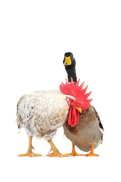 Duck and cock — Stock Photo, Image