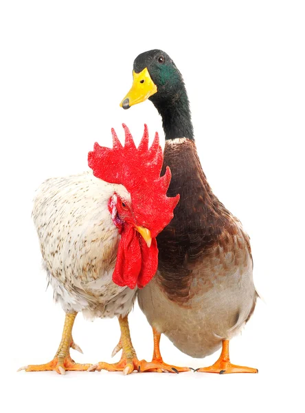 Pato y polla — Foto de Stock