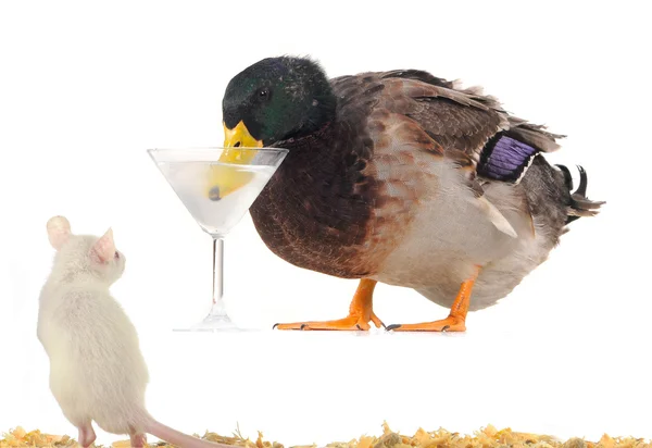 Sıçan ve ördek — Stok fotoğraf