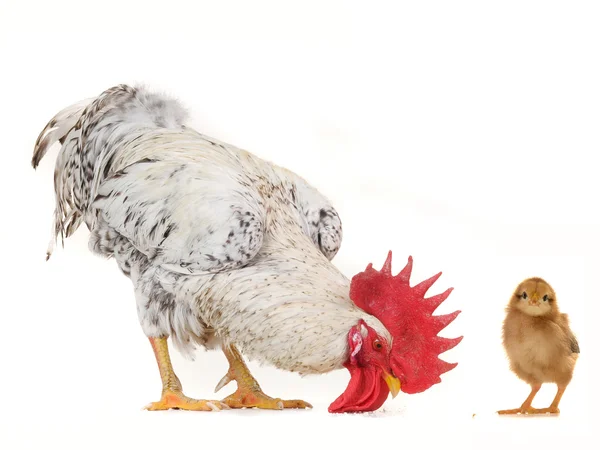 Polla y pollitos — Foto de Stock