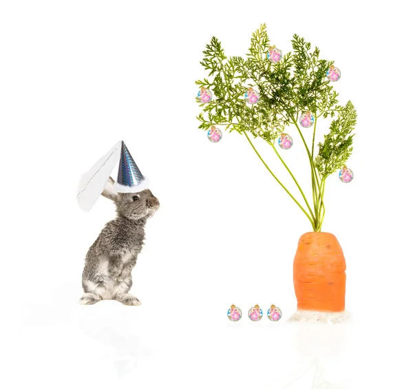 Год зайца — стоковое фото