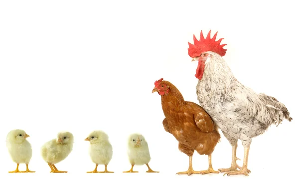 鶏とコック — ストック写真