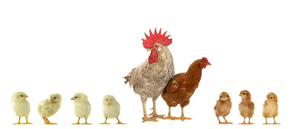 Hen and cock — Stock Photo, Image