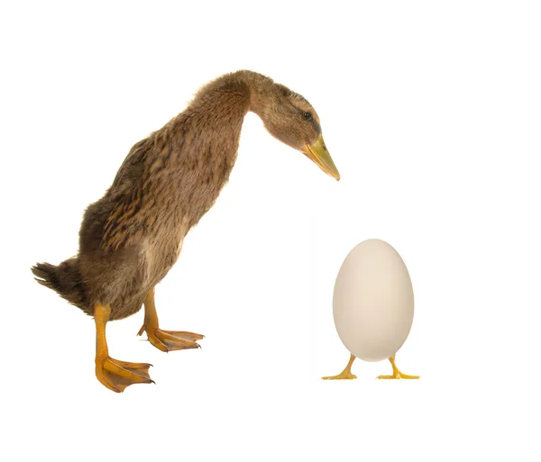 Ei en eend — Stockfoto