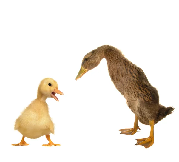 Pato e pintainho — Fotografia de Stock