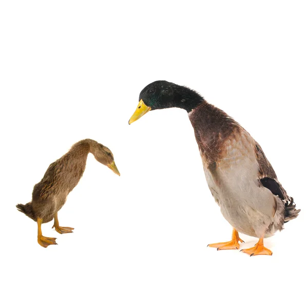 Zwei Enten — Stockfoto