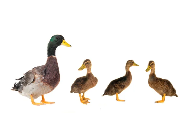 Duck — Stock Photo, Image