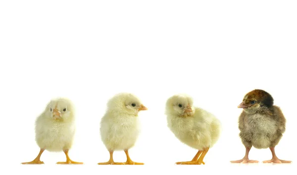 stock image Chicks