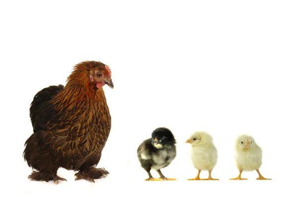 Hen and chicks — Stock Photo, Image