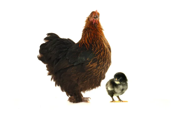 Hen and chicks — Stock Photo, Image