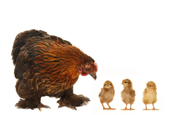 Tavuk ve civcivler — Stok fotoğraf